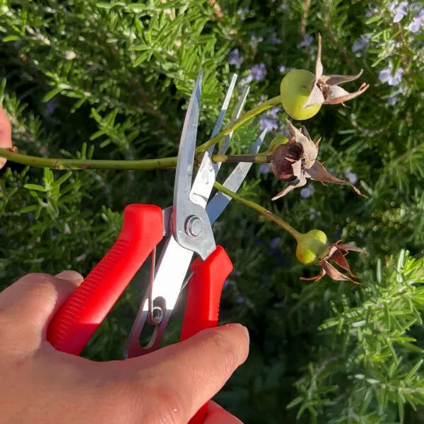 Florano - Innovative plant shears